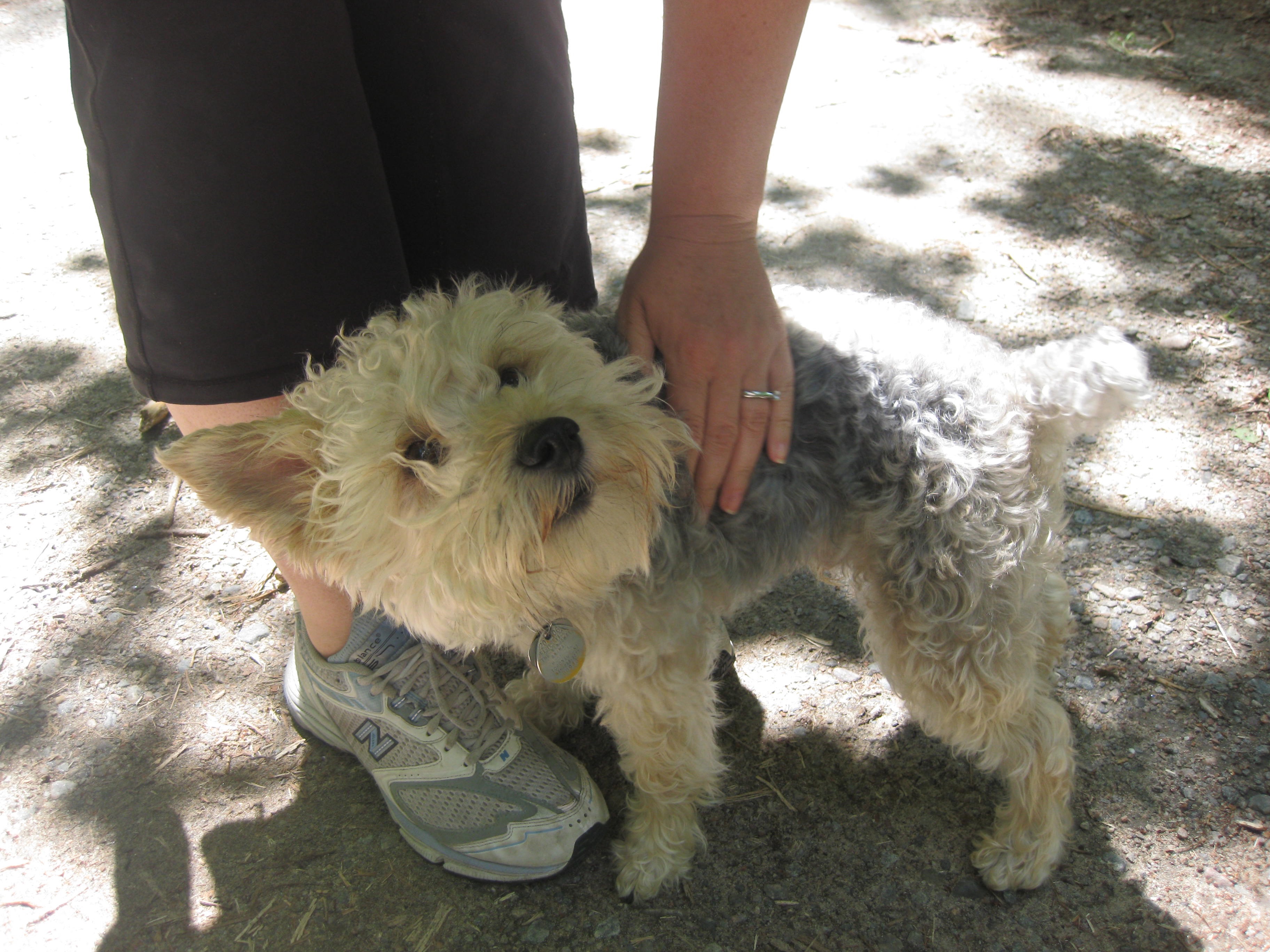 Hands touching animals