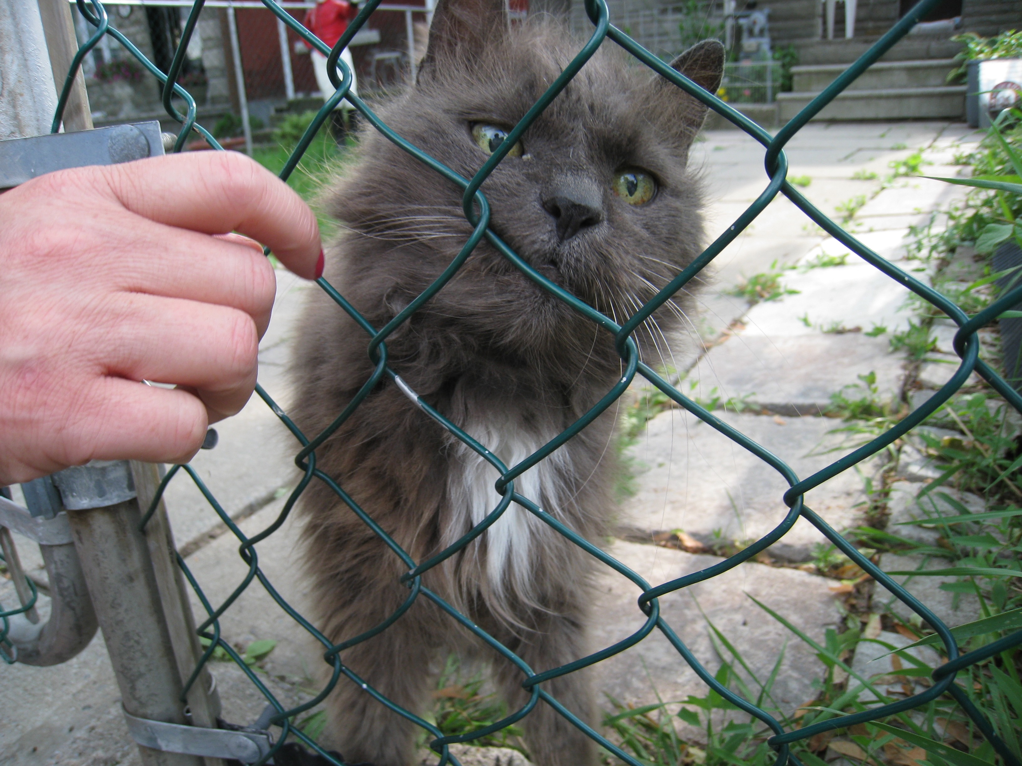 Hands touching animals