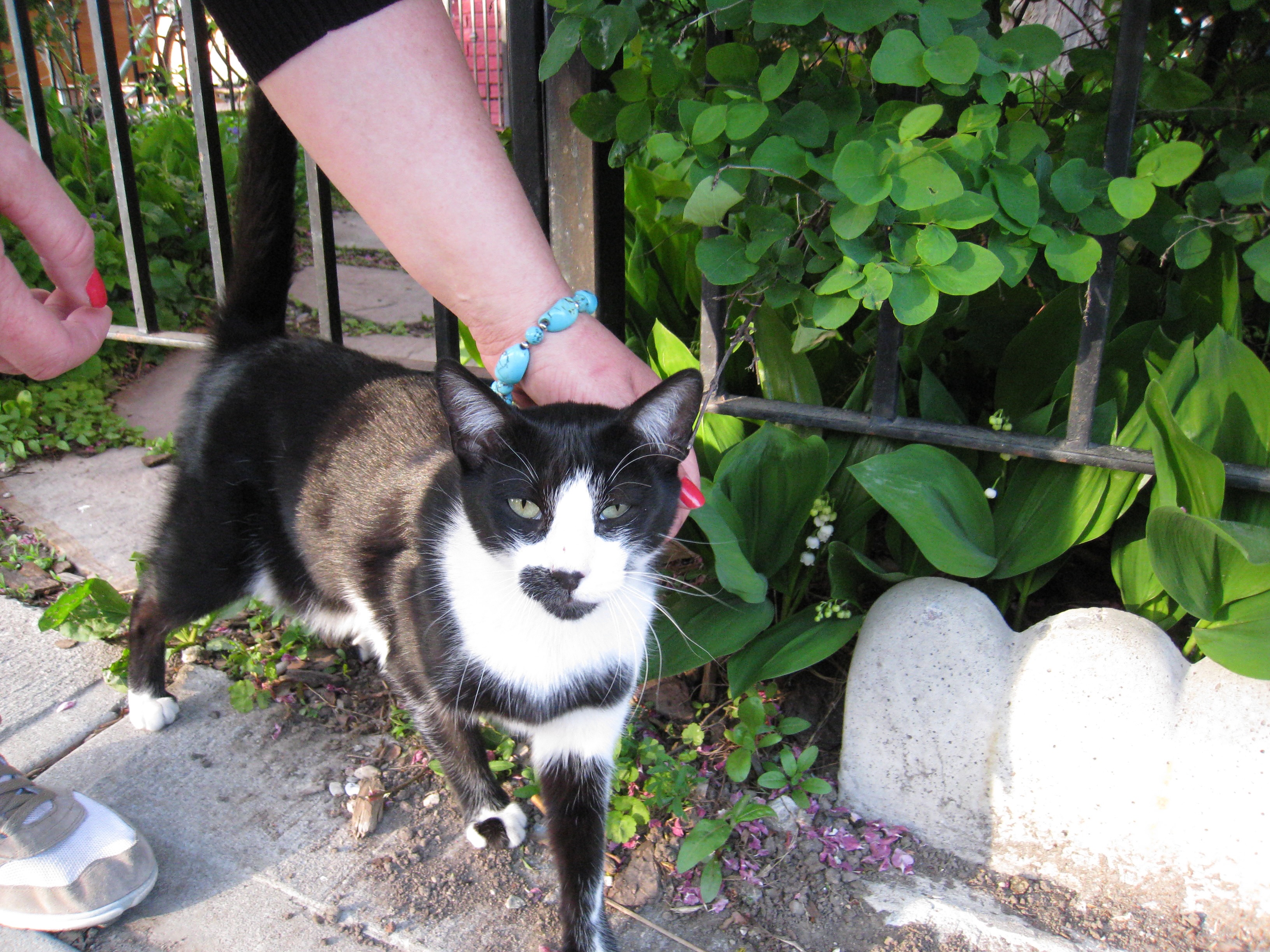 Hands touching animals