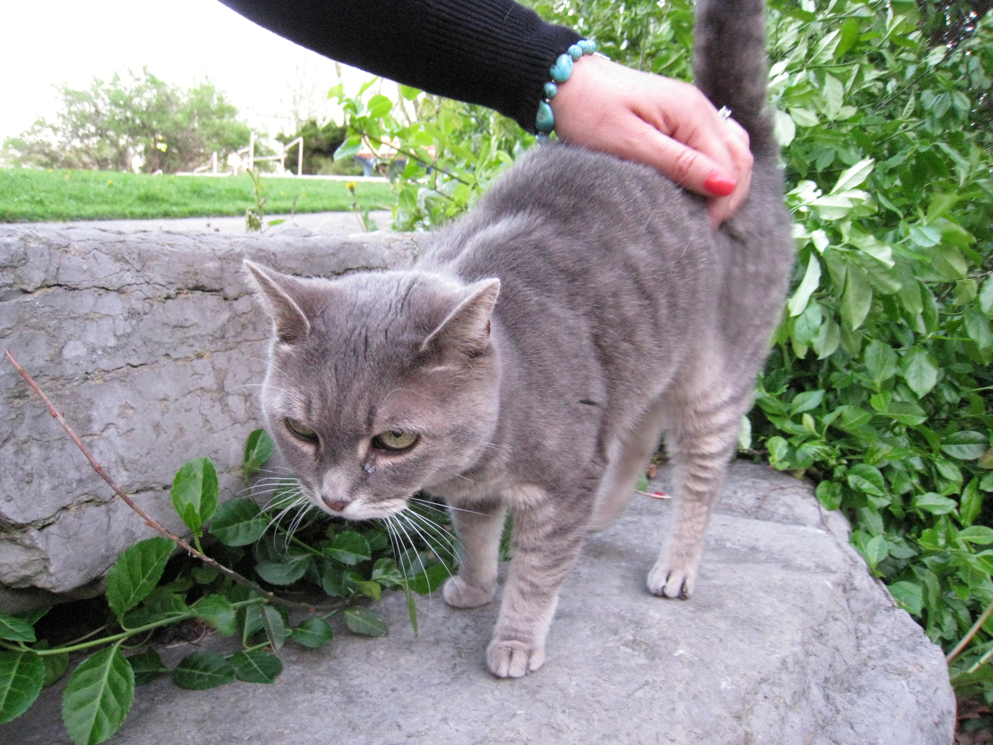 Hands touching animals