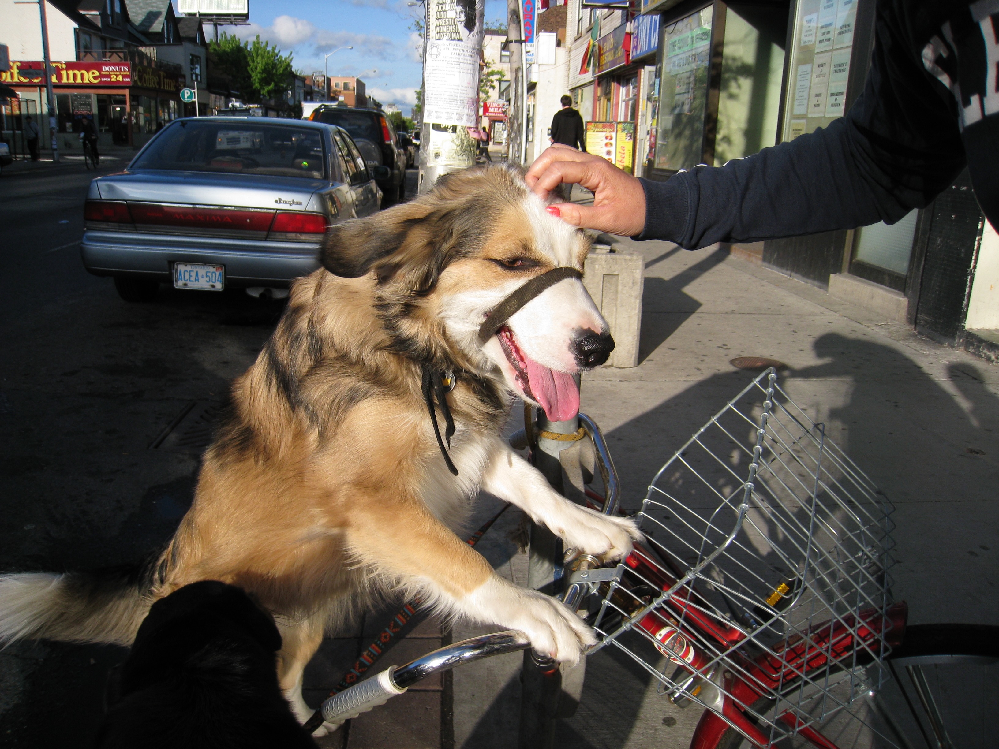Hands touching animals