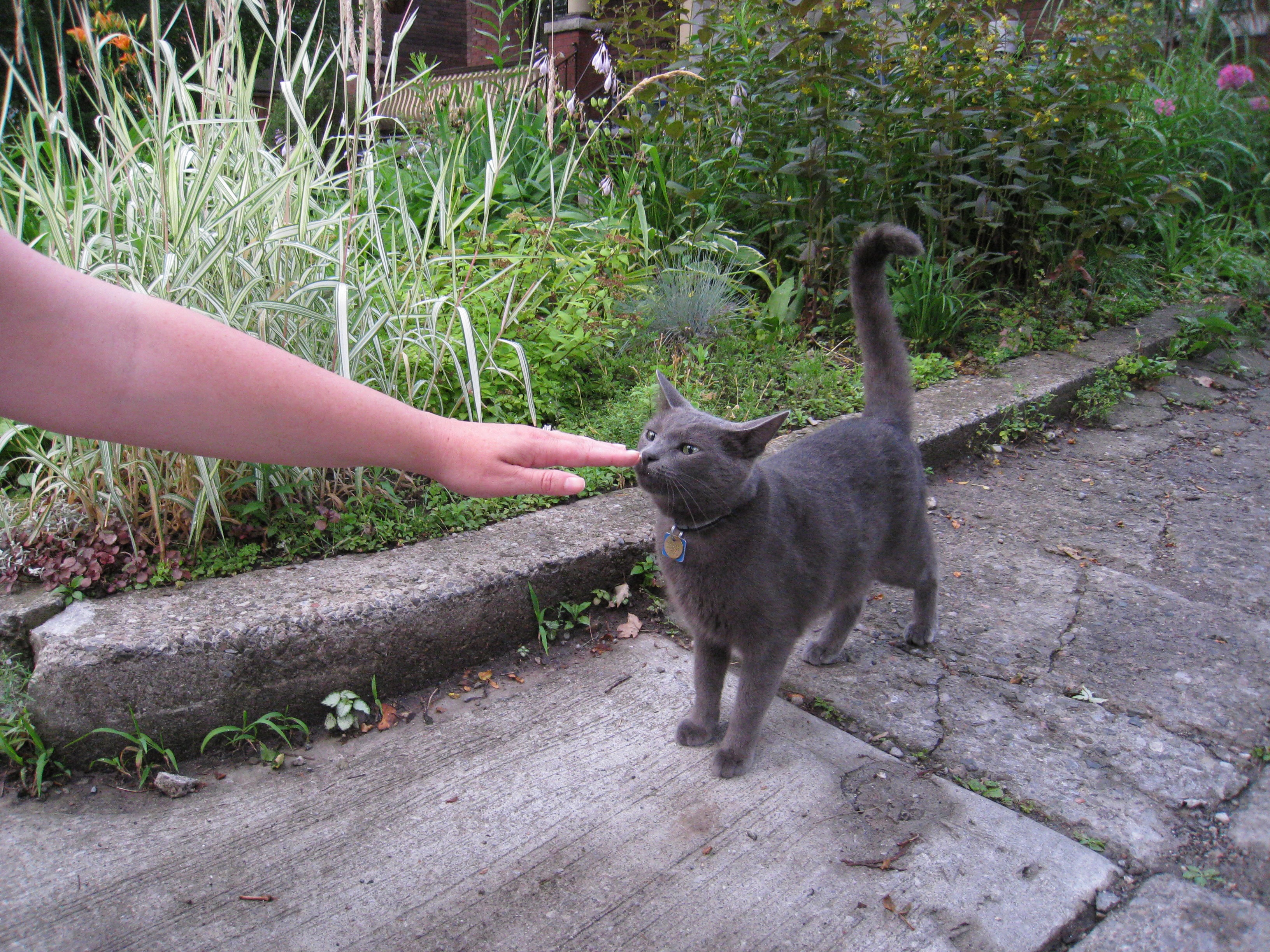 Hands touching animals