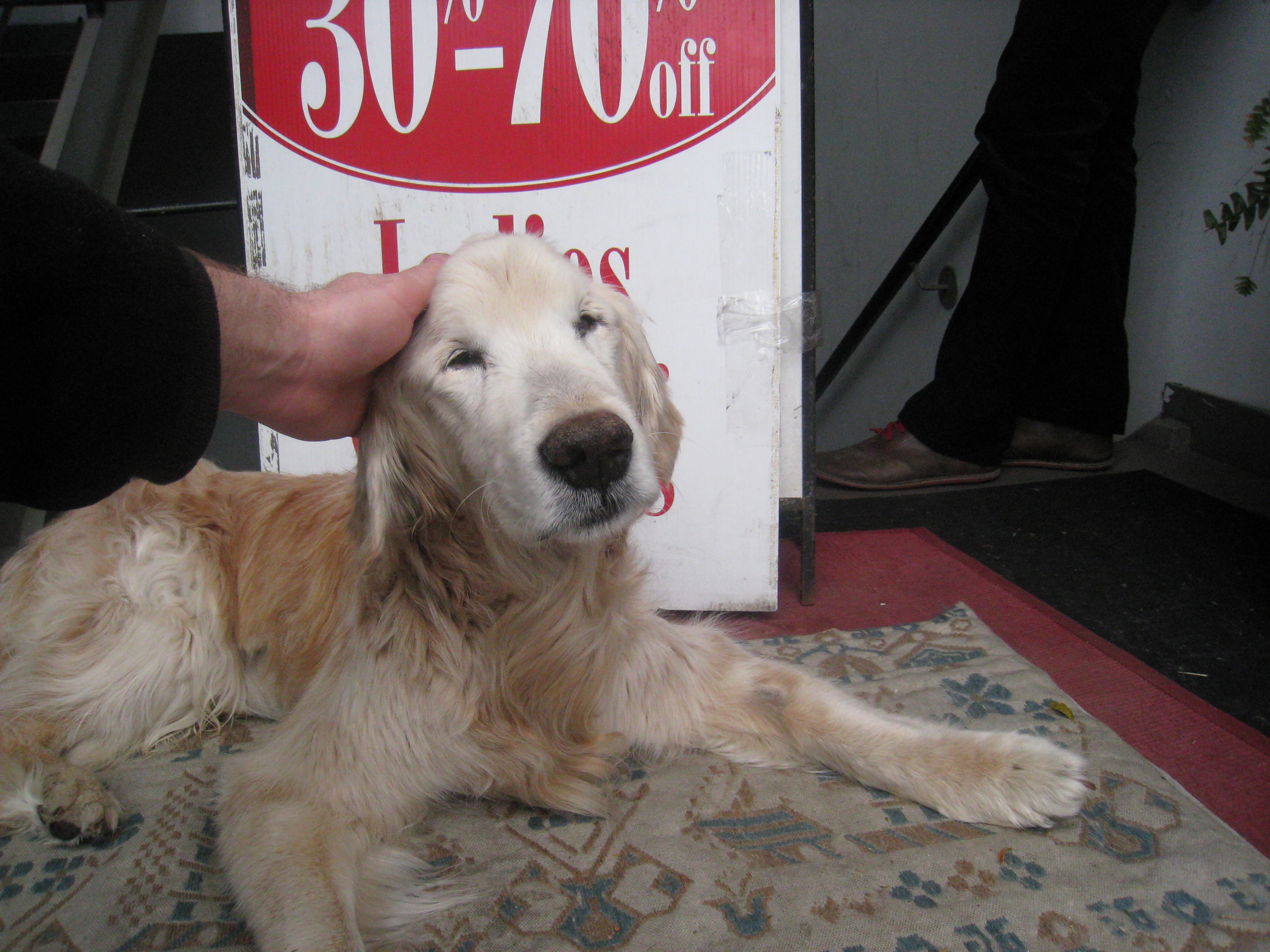 Hands touching animals