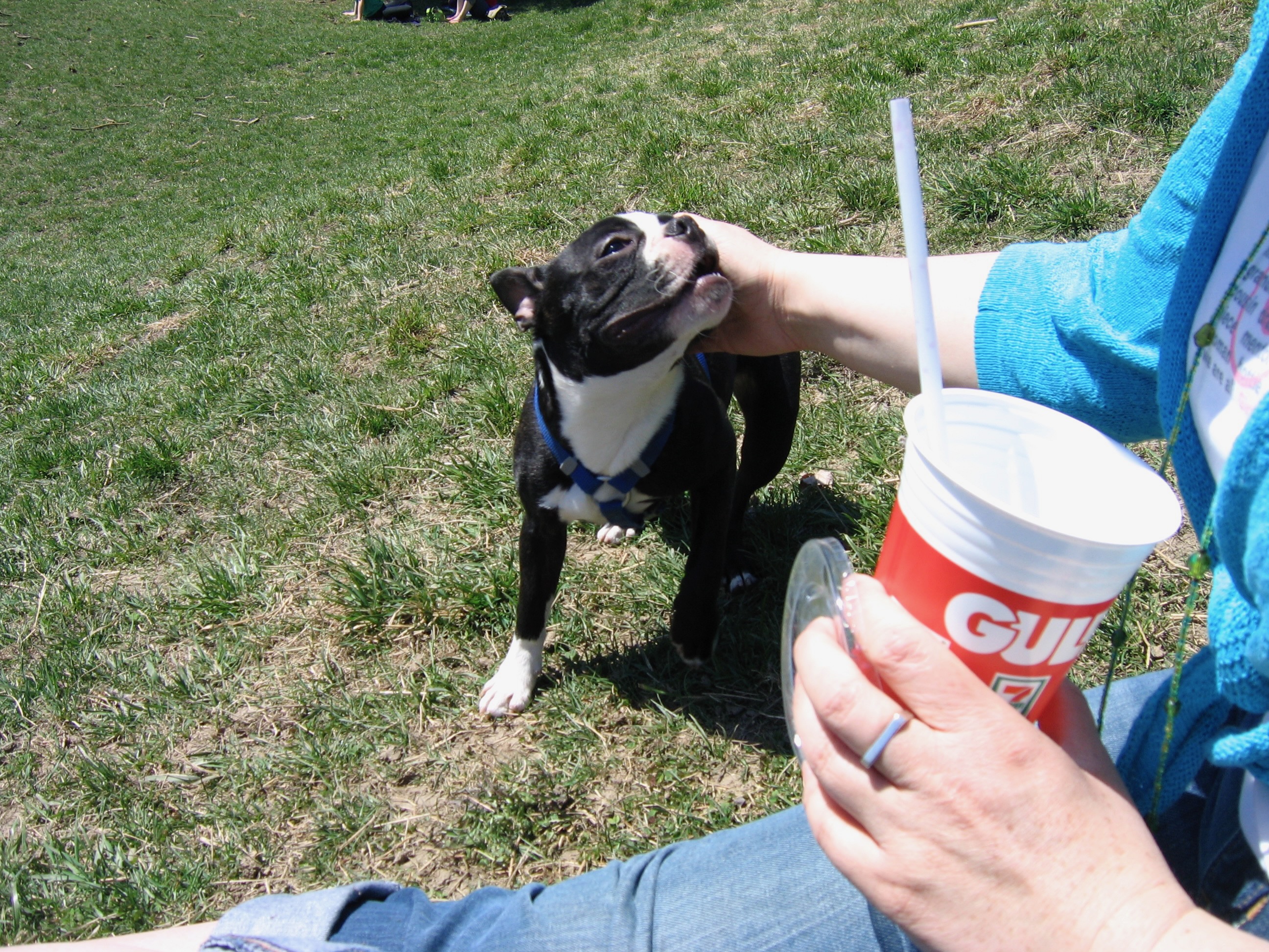 Hands touching animals