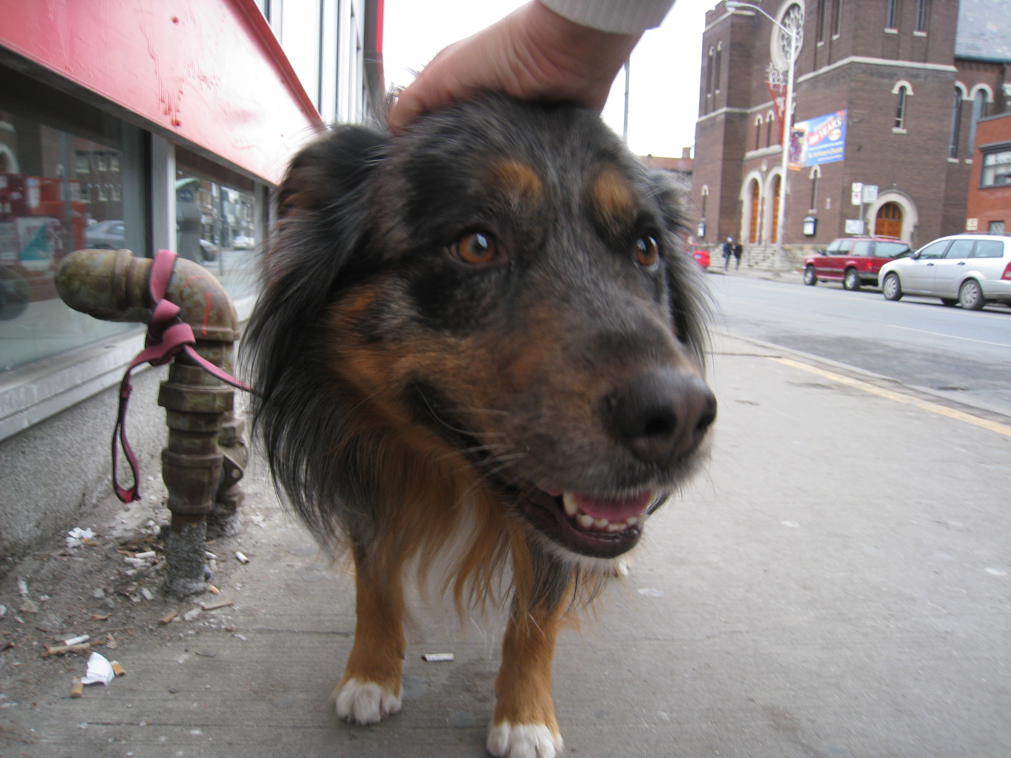 Hands touching animals