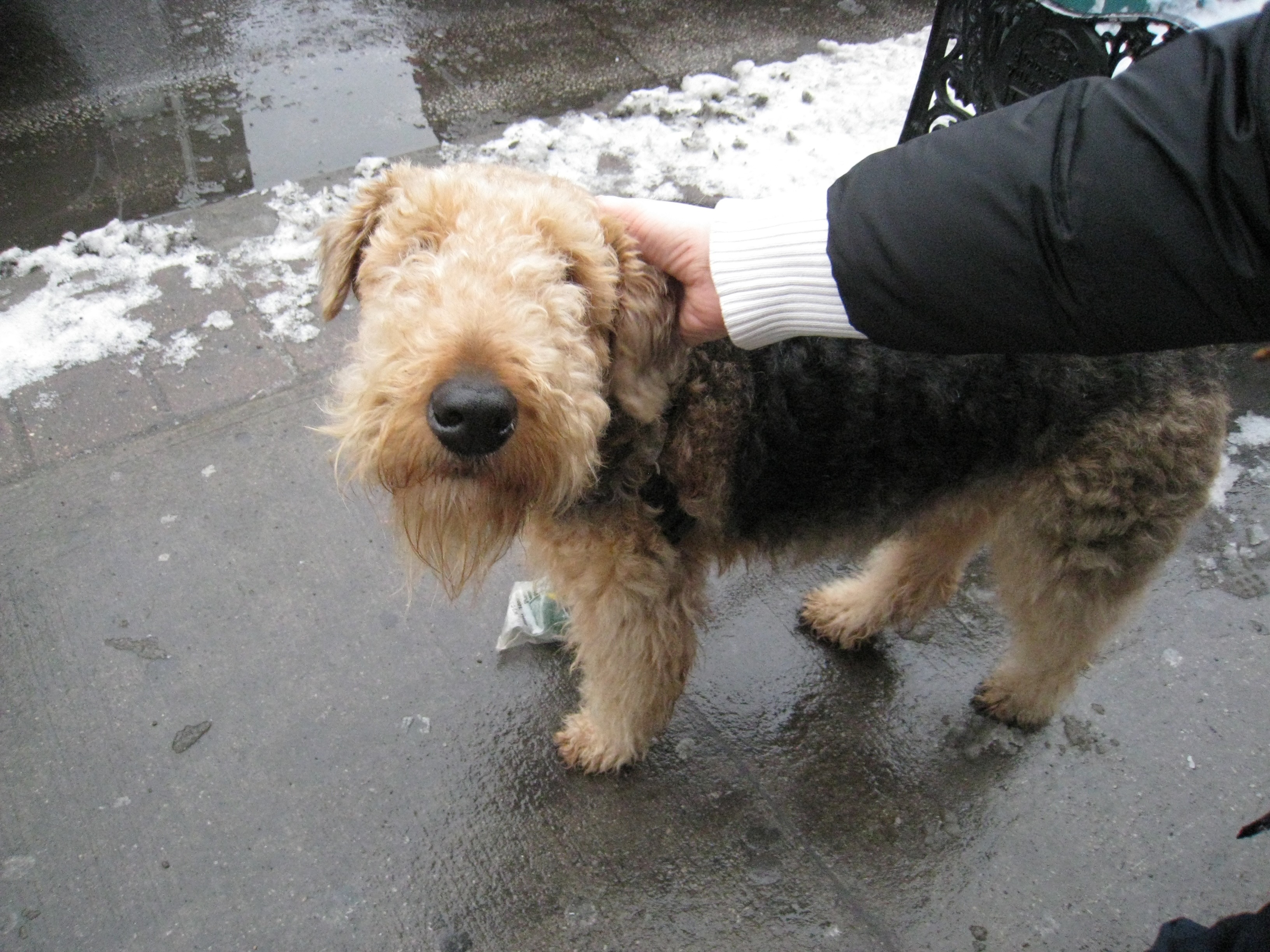 Hands touching animals
